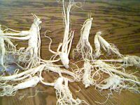 Drying Root